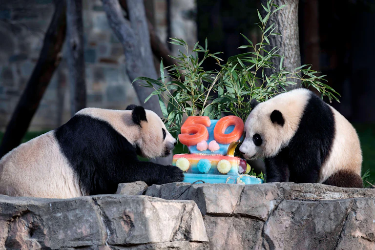 Two pandas next to an ice cake with 50 on it.