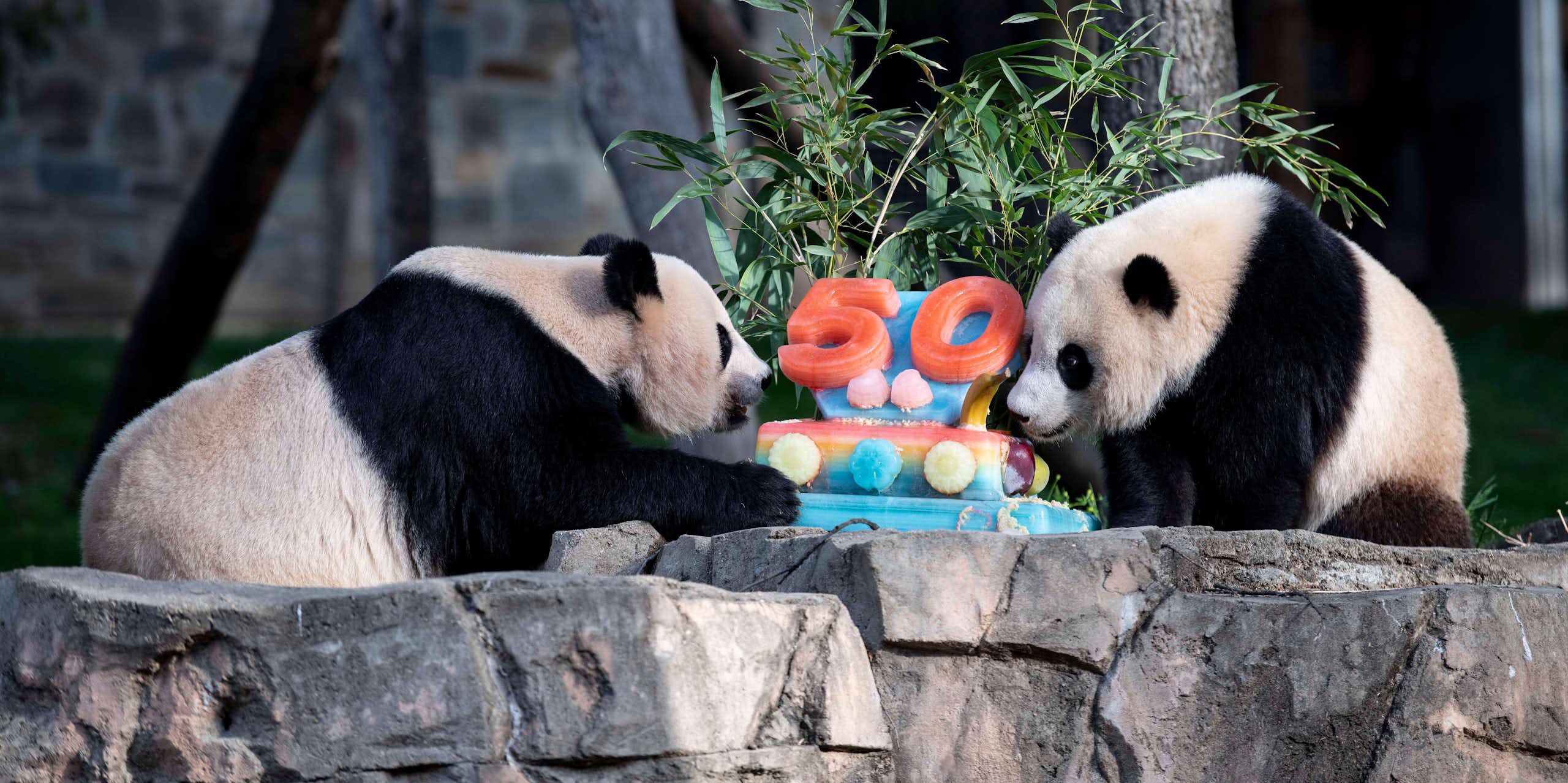 Two pandas next to an ice cake with 50 on it.