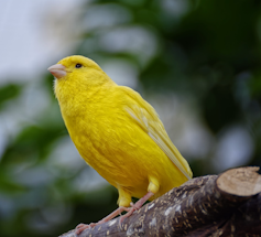 A yellow canary perched on a branch