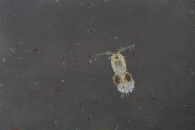 An image of a Calanoid Copepod.