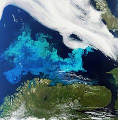 Satellite image of a phytoplankton bloom.