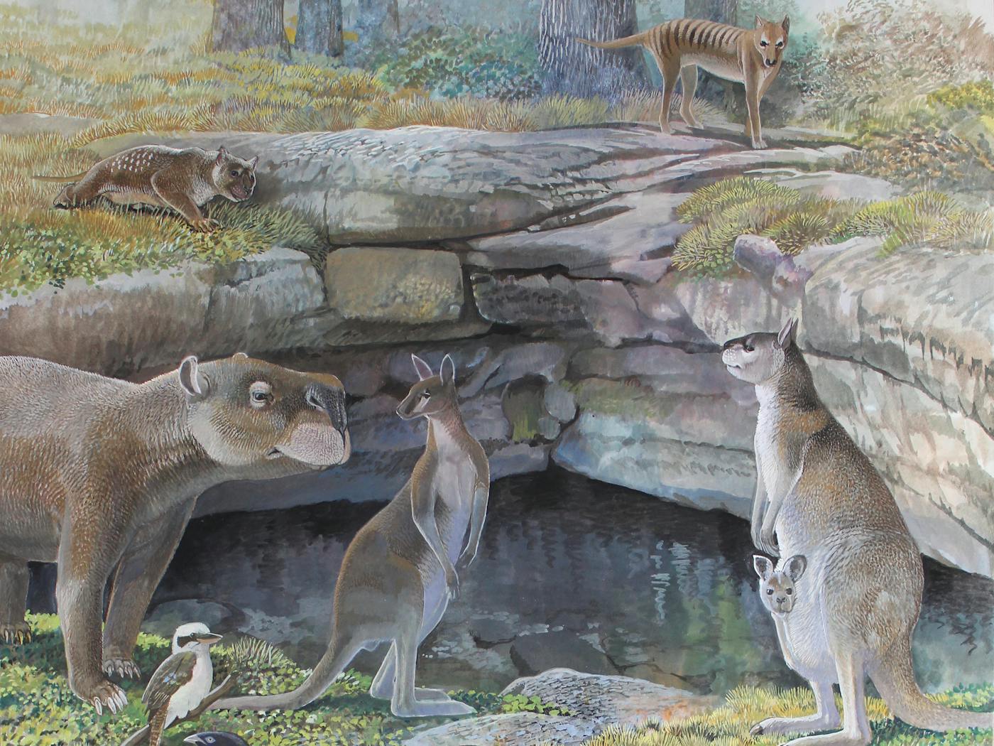 Colourful artwork of animals that look similar to native Australian marsupials today