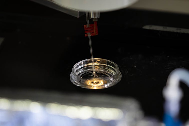 A photo of a glass electrode prodding some cells in a Petri dish.