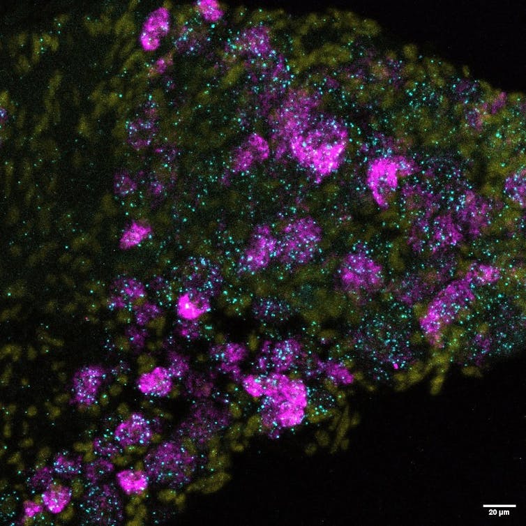 A microscope image showing blobs of cyan, yellow and magenta.