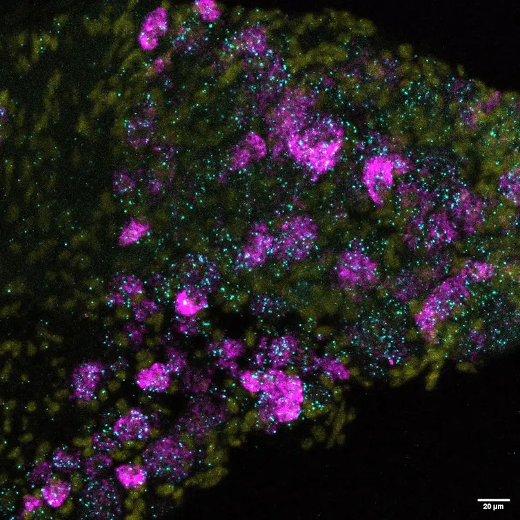 A microscope image showing blobs of cyan, yellow and magenta.