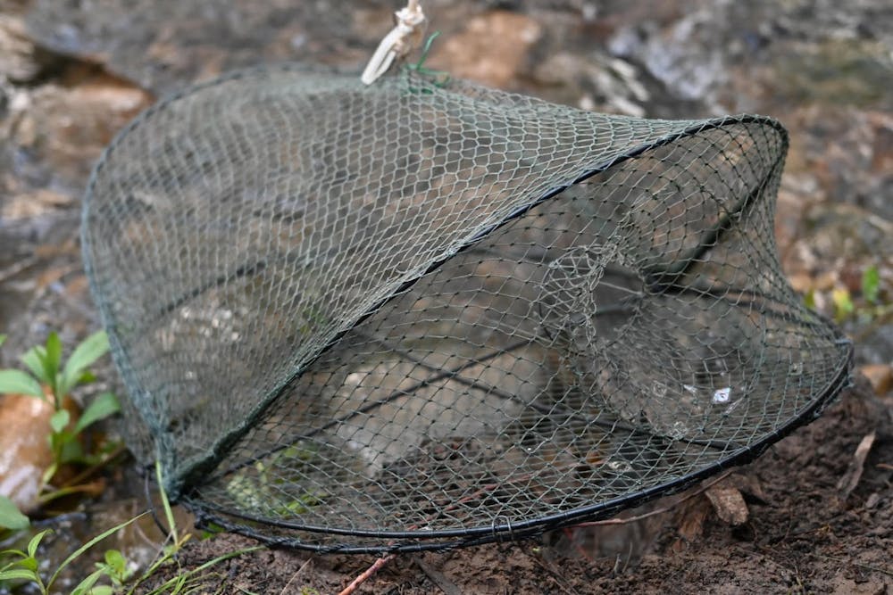 Yabby traps and discarded fishing tackle can kill platypuses - it's time to  clean up our act