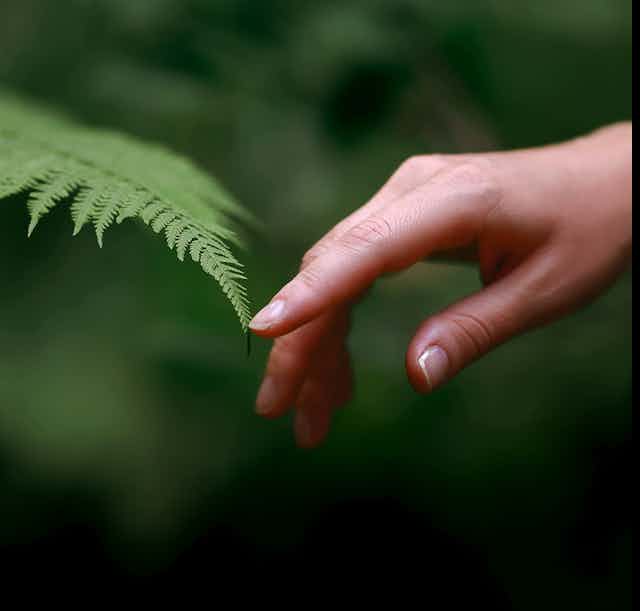 Photo of a person gently touch the frond of a fern.
