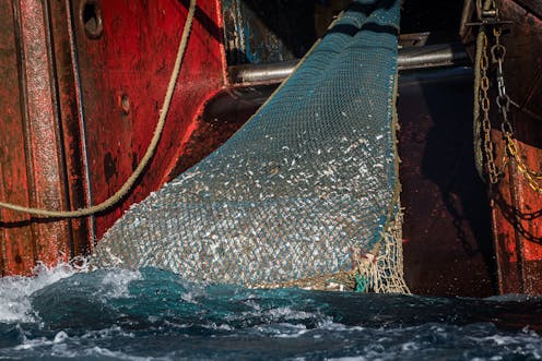 On fisheries, Australia must be prepared for New Zealand as opponent rather than ally
