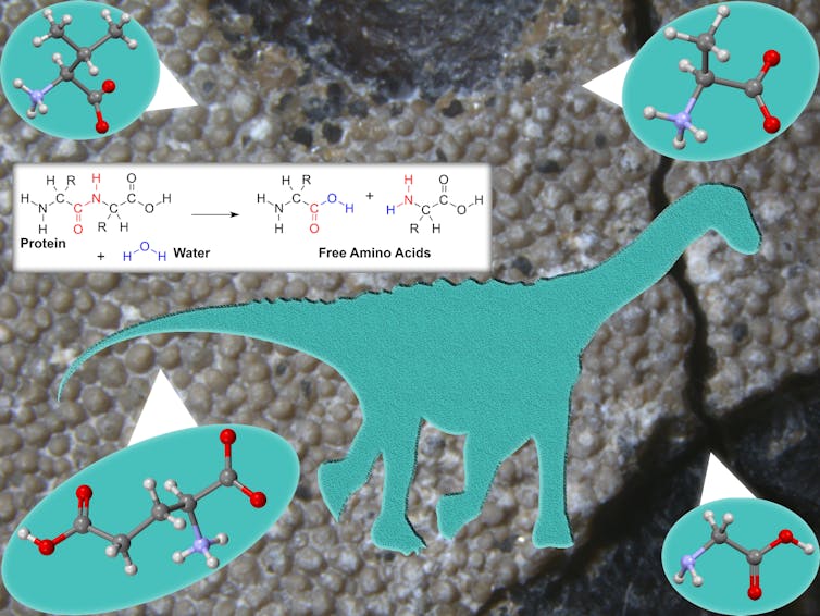 A figure showing the silhouette of a titanosaur, a dinosaur with a long neck and stocky legs, as well as ball and stick models of four amino acids and a chemical reaction where a protein and water turn into free amino acids.