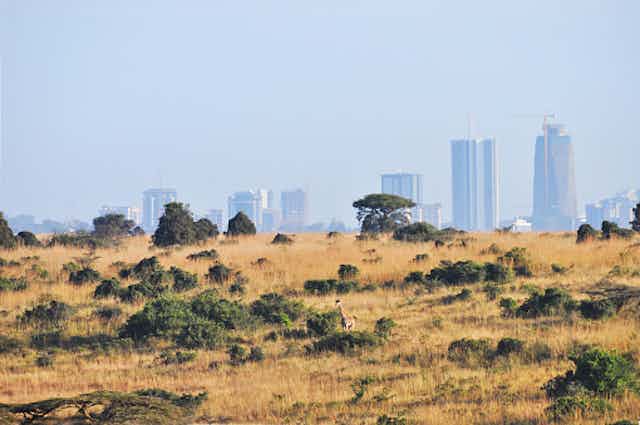 A stock photo showing giraffe at the Nairobi National Park.