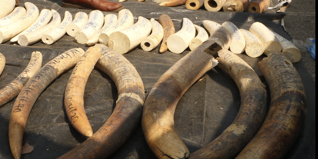 Nigeria Risks Losing All Its Forest Elephants – What We Found When We Went Looking for Them