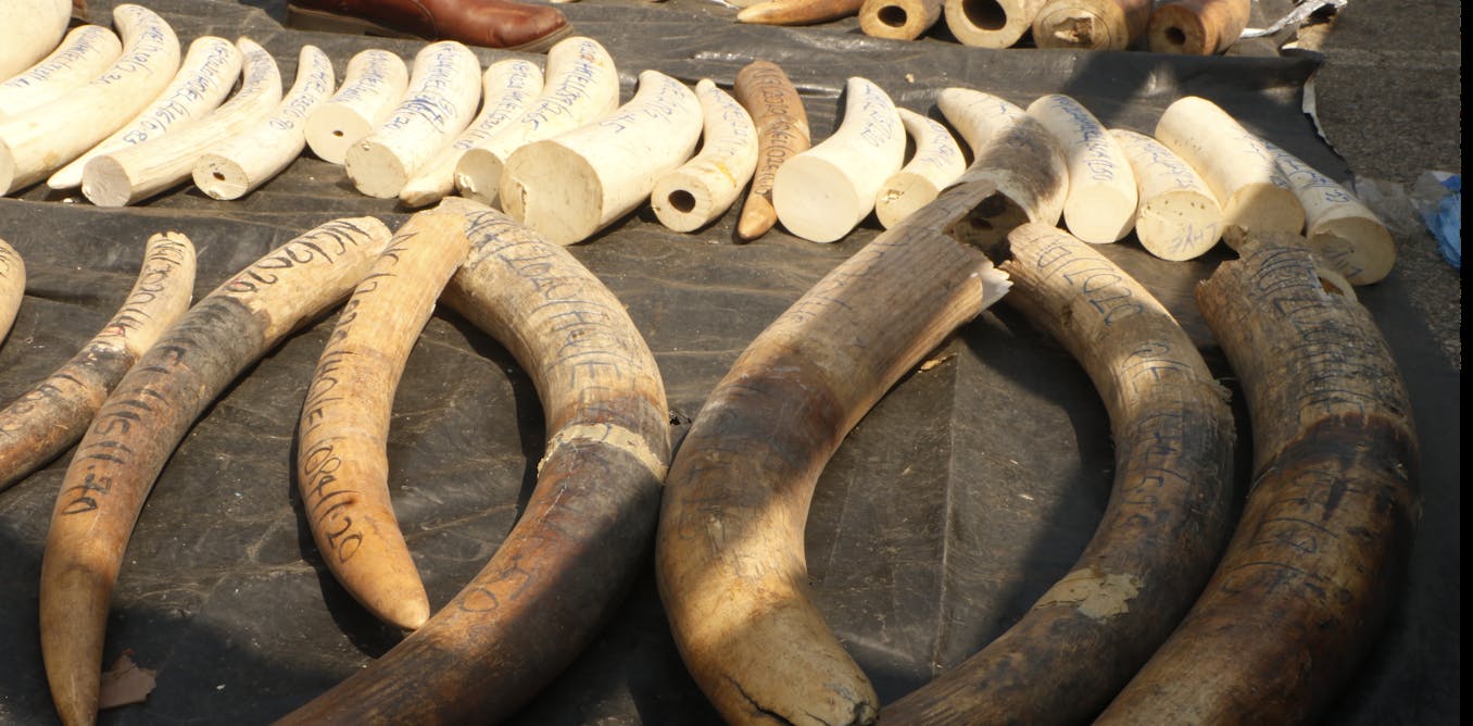 Nigeria Risks Losing All Its Forest Elephants – What We Found When We Went Looking for Them Nigeria Risks Losing All Its Forest Elephants – What We Found When We Went Looking for Them