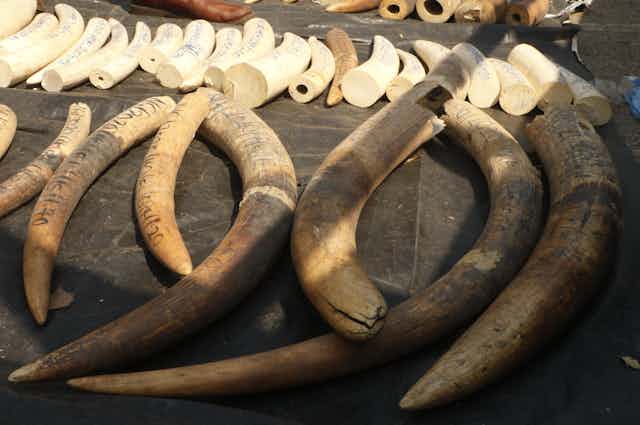 A display of elephant tusks