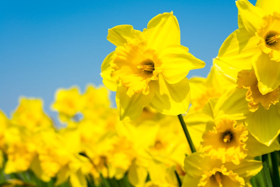 Daffodil flowers on a blue sky.