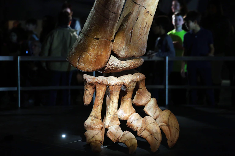 In the foreground is a massive fossilized foot on exhibit. In the background are kids viewing it. They are tiny by comparison.