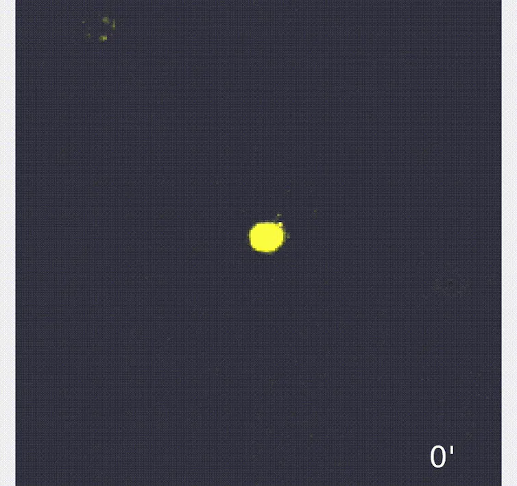 Microscopy video of T cells dividing, with several losing their bright yellow color