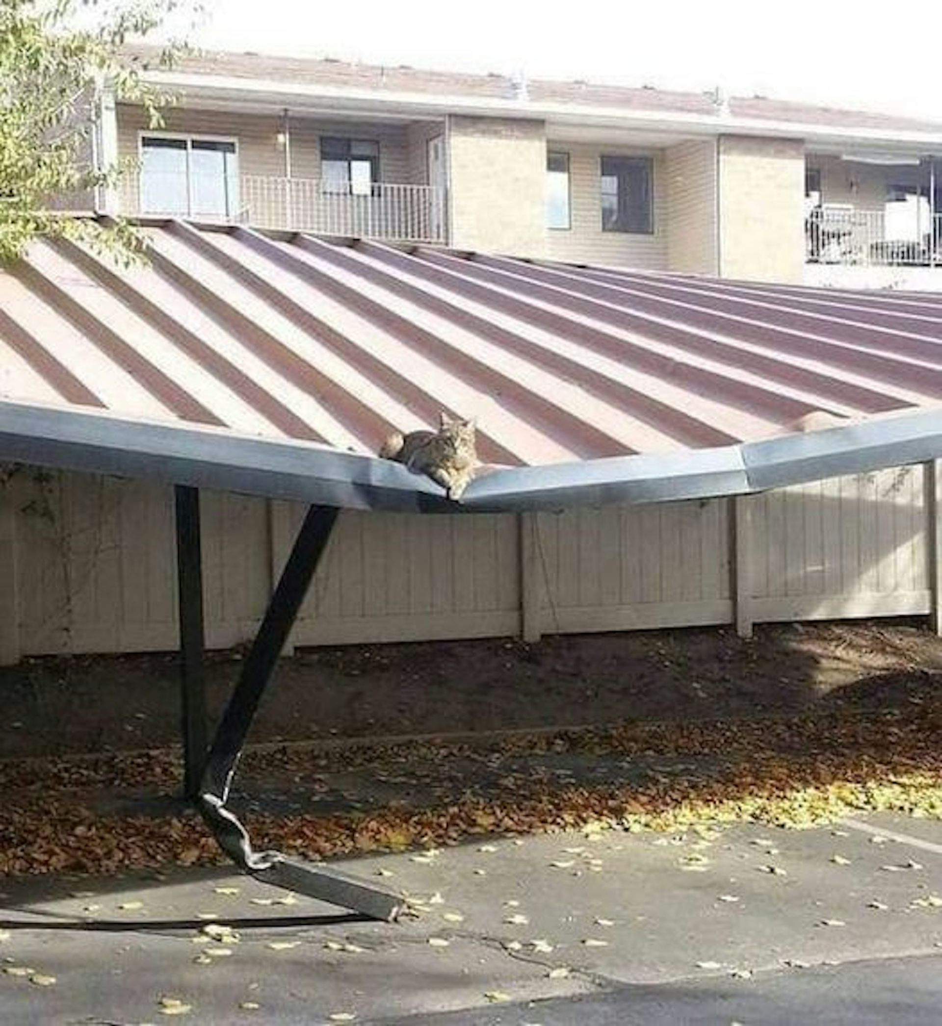 Vê-se um gato sobre um teto que está curvado para baixo exatamente no ponto em que o gato está deitado, dando a imoressão de que é o peso do gato que está causando o rebaixamento do telhado