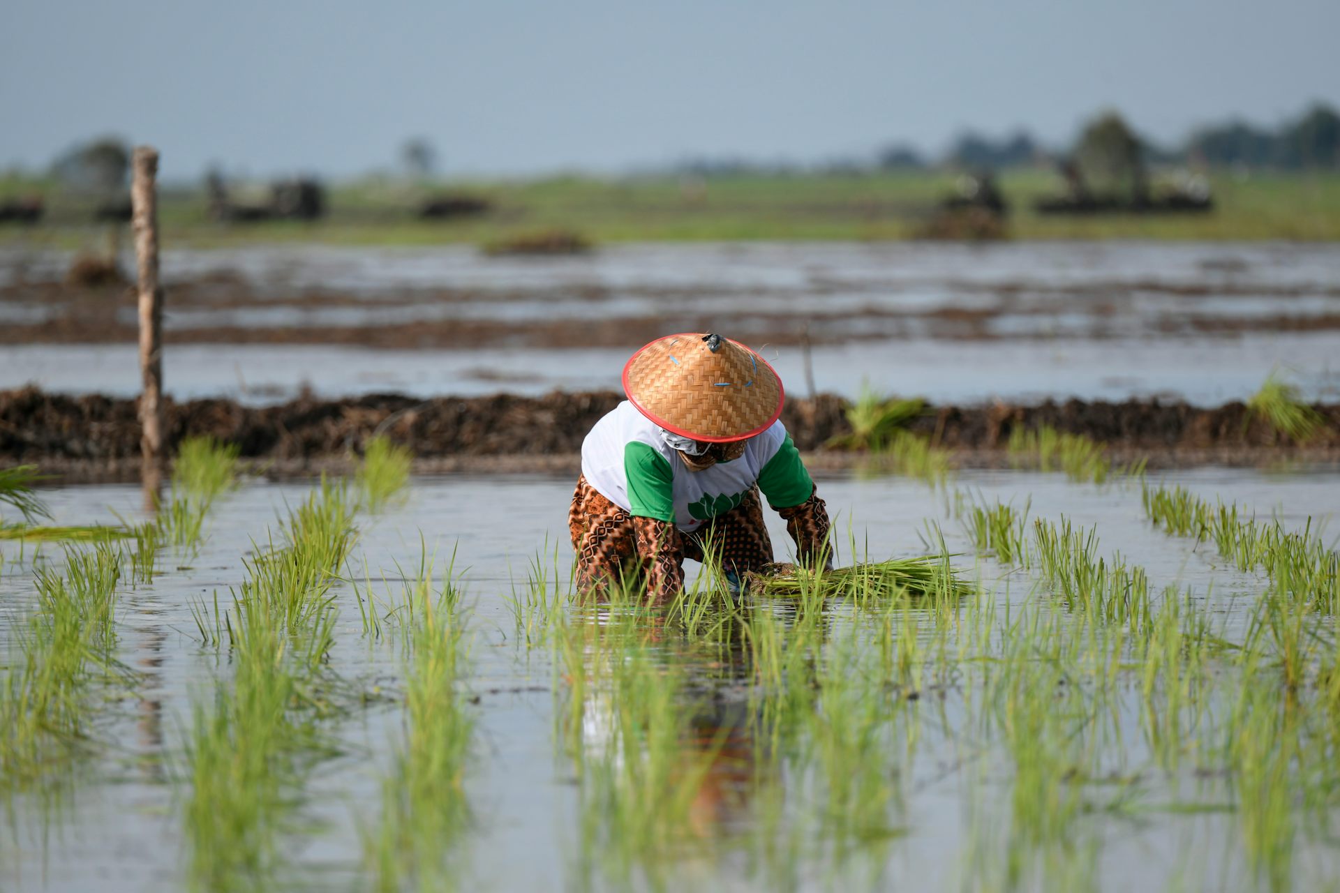 Cek Fakta: betulkah program &lsquo;food estate&rsquo; mengulangi kegagalan Orde Baru?