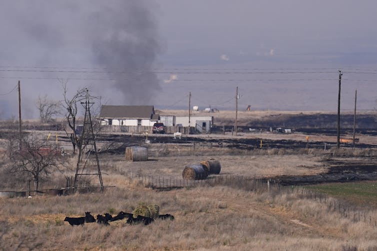 Cattle in a field with a home, bails of hay and smoke in the background and a charred area nearby.