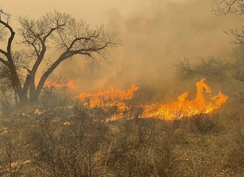 Texas fires: With over 1 million acres of grassland burned, cattle ranchers face struggles ahead to find and feed their herds