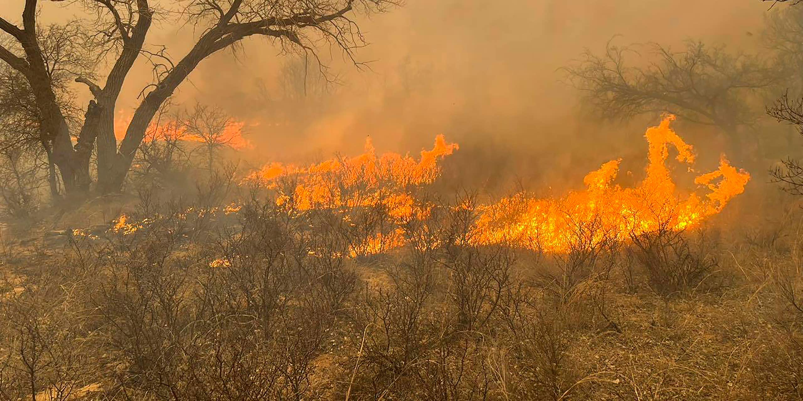 Flames moves through dry grasses.