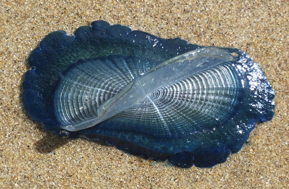 Invasion Of The Strange Sailor Jellyfish What Are They And Will They Sting Us Invasion Of The Strange Sailor Jellyfish What Are They And Will They Sting Us