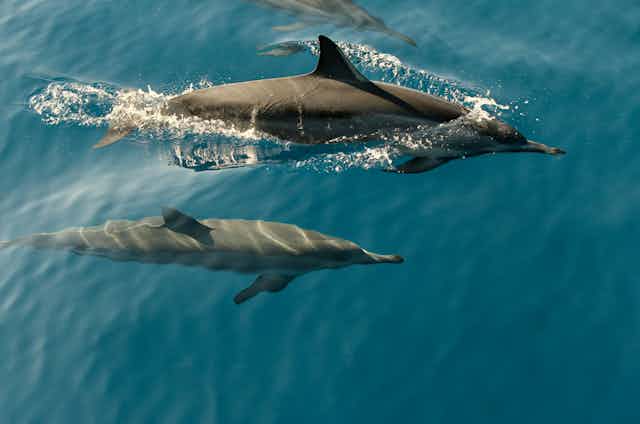 Two dolphins swimming side by side.