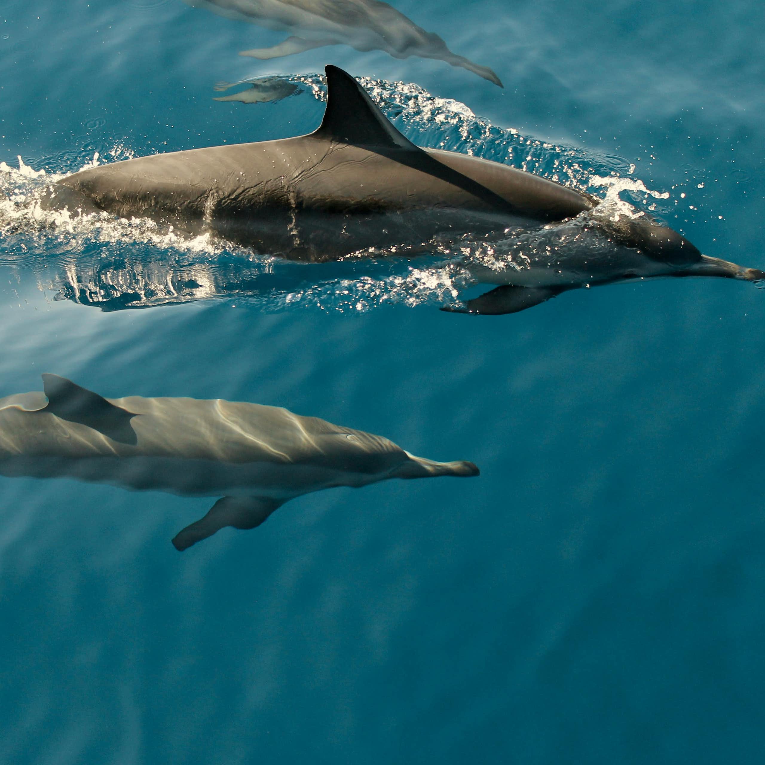 Two dolphins swimming side by side.