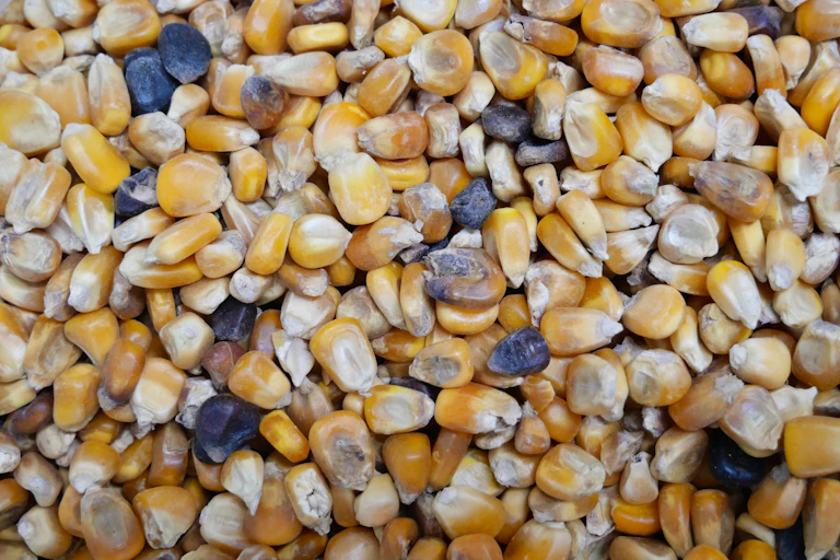 Photographie montrant des grains de maïs d'aspect normal pour la plupart, mais certains sont noirs.