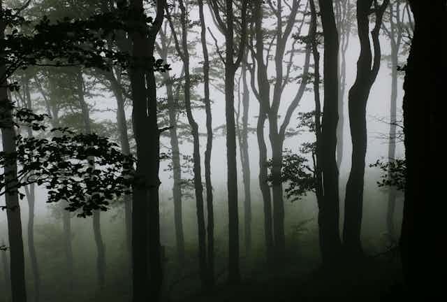 photo dans une forêt brumeuse