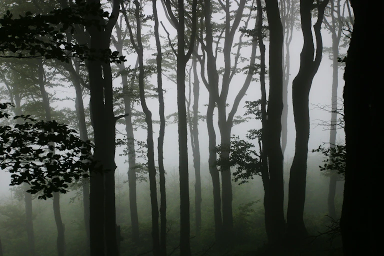 photo dans une forêt brumeuse