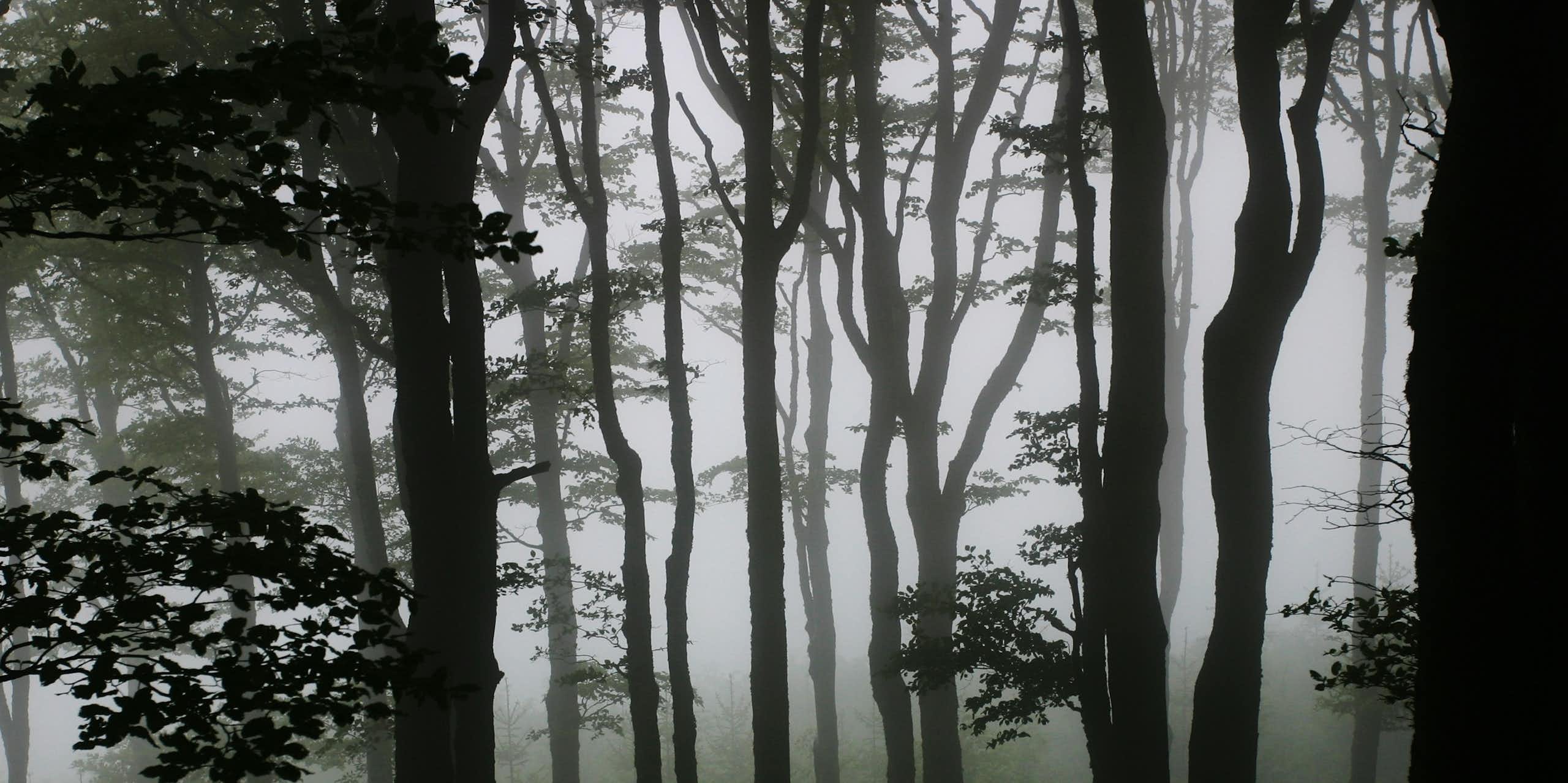 photo dans une forêt brumeuse