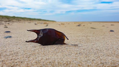 Egg cases found along the foreshore can tell scientists a lot about the abundance and life cycles of sharks and rays