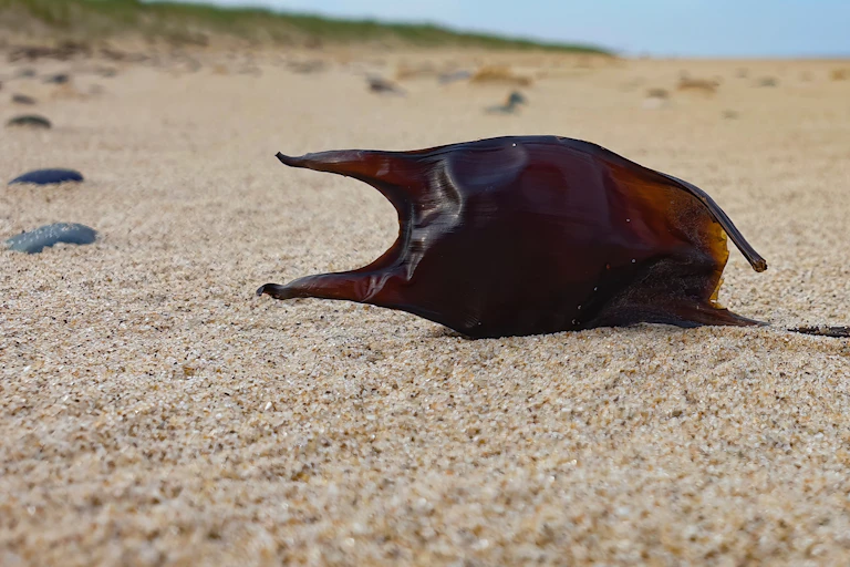sandy beach, blue cloudy sky, dark brown egg case on beach, resting on its side