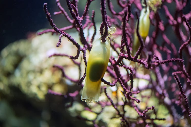Underwater shot of yellow transparent egg case with dark-coloured live embryo inside , purple sea coral