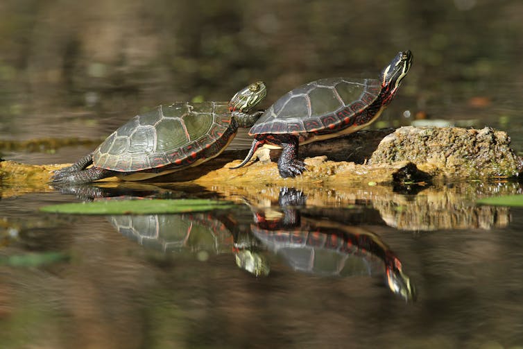 two turtles on a rock