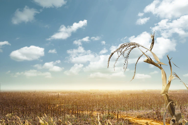 Um campo de plantações mortas