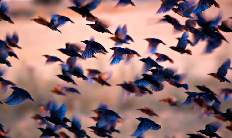 une volée de petits oiseaux colorés qui s’envolent