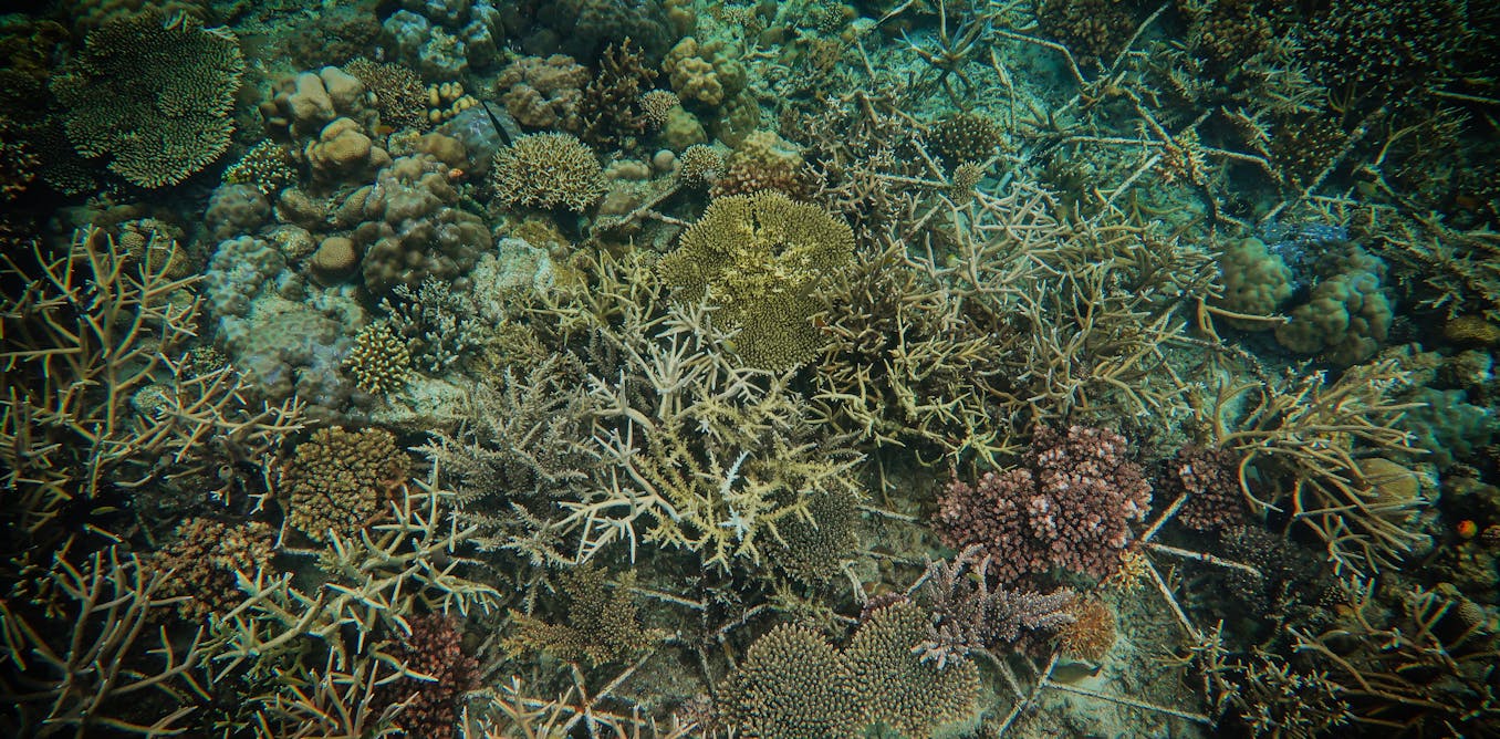 Restored coral reefs can grow as fast as healthy reefs after just four ...