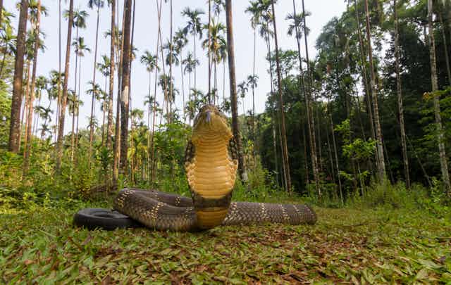 A king cobra with its hood up