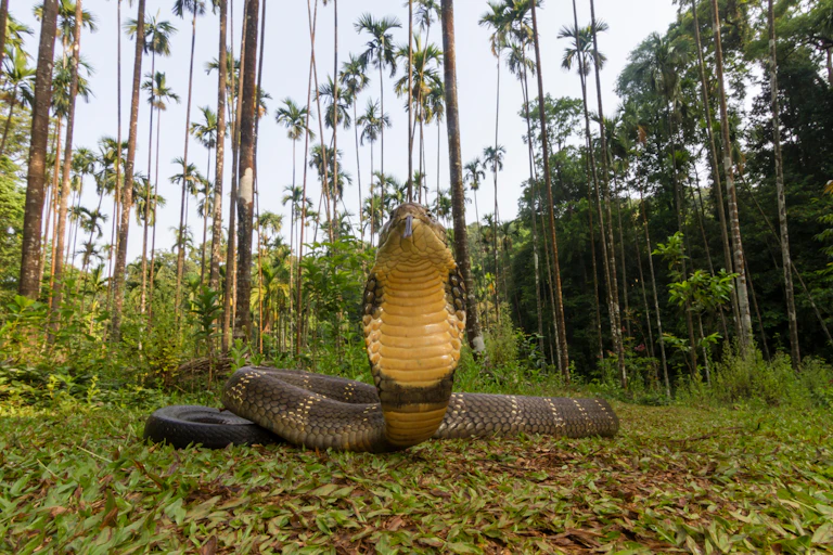 A king cobra with its hood up
