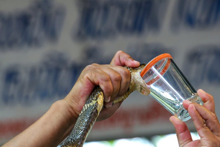 Person milking a snake