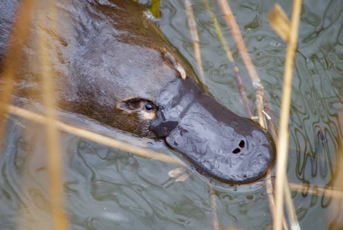 Yabby traps and discarded fishing tackle can kill platypuses