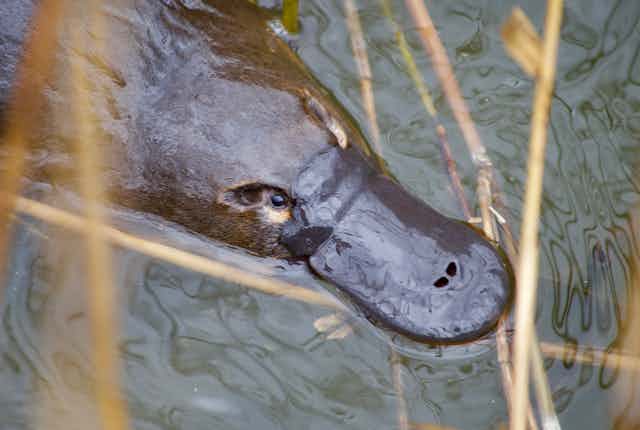 Closeup showing the head of a platypus swimming in a creek, as seen from above