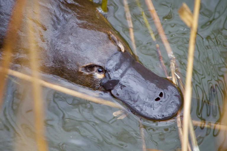 Closeup showing the head of a platypus swimming in a creek, as seen from above