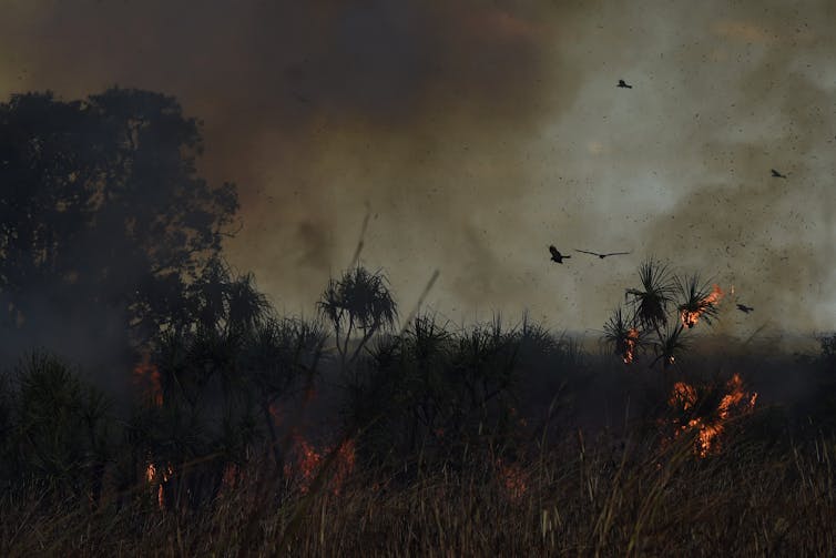 smoky sky above burning grass