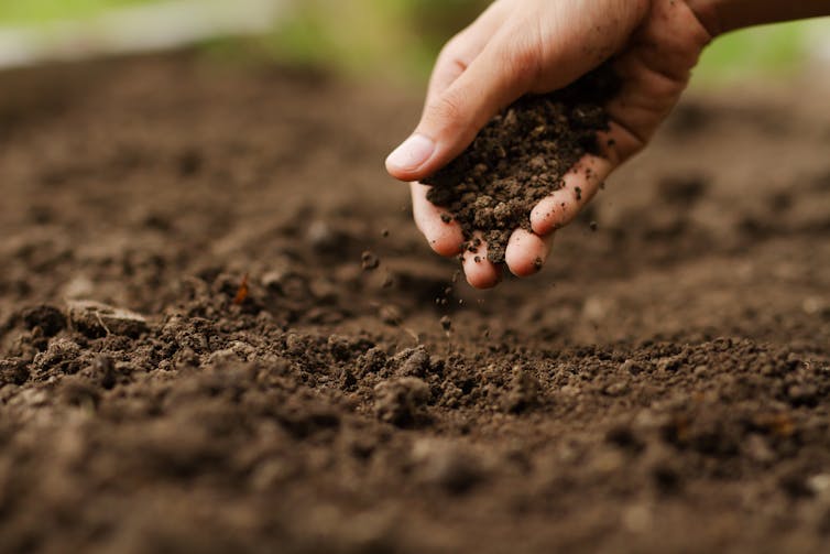 hand holding soil