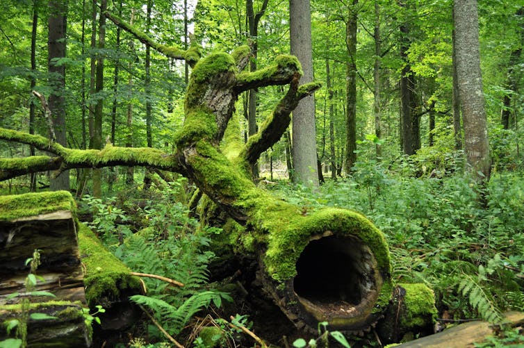 photo prise dans une forêt avec un vieux tronc au premier plan