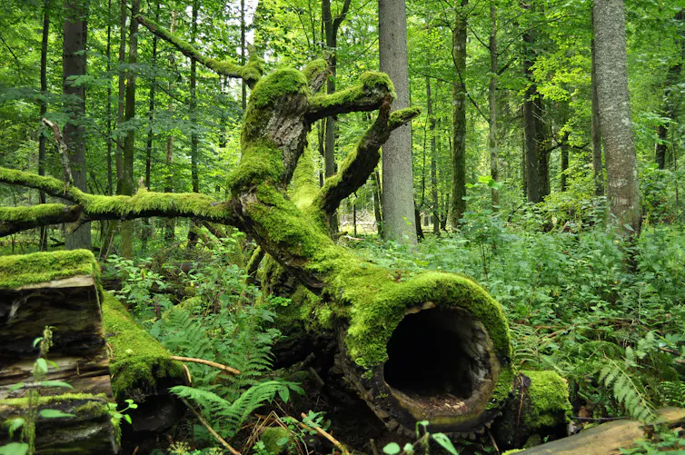 photo prise dans une forêt avec un vieux tronc au premier plan