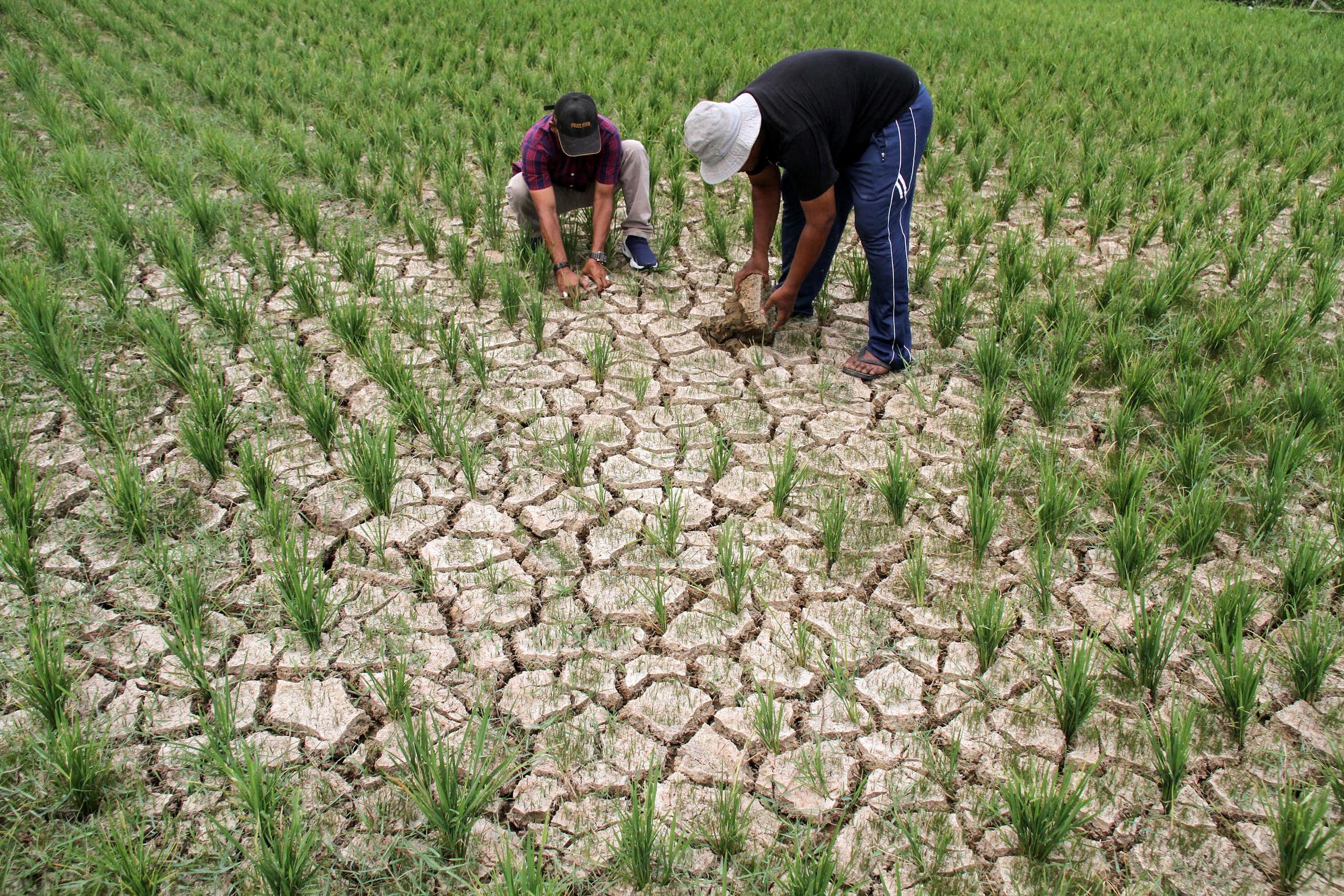 Tak hanya El Nino, beras mahal karena rapuhnya adaptasi iklim pertanian kita